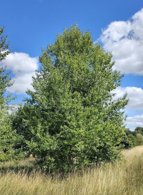 Populus nigra.jpg