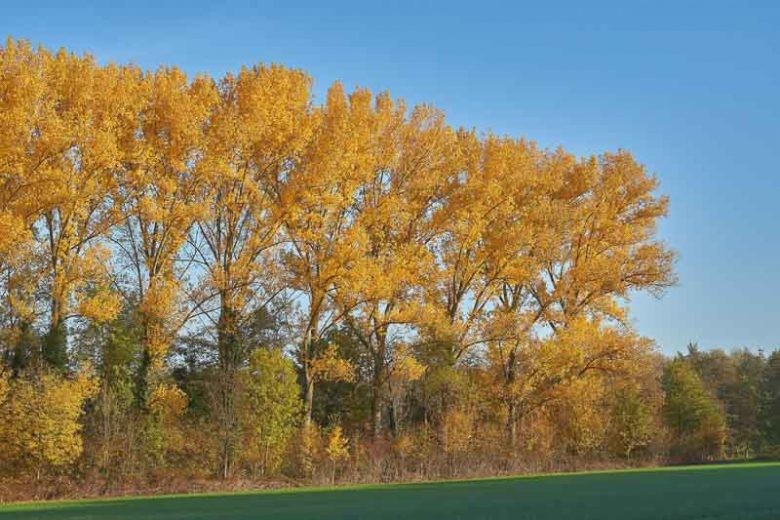 Populus tremula 1.jpg