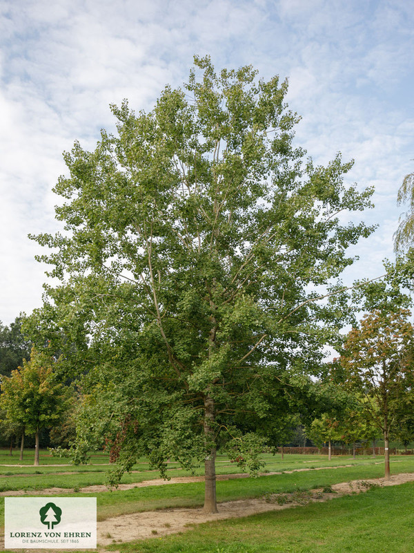 Populus tremula 4.jpg