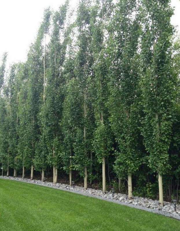 Populus tremula Erecta.jpg