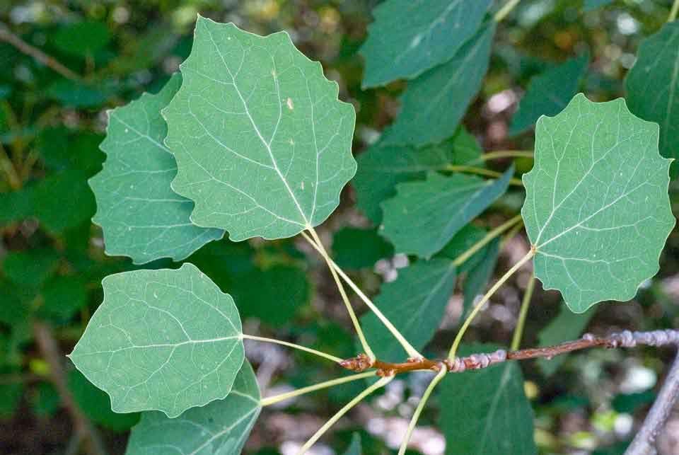 Populus tremula.jpg