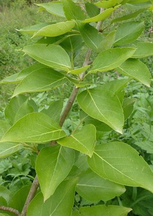Populus balsamea.jpg