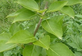 Populus balsamifera (= P. tacamahaca) - balzamični topol