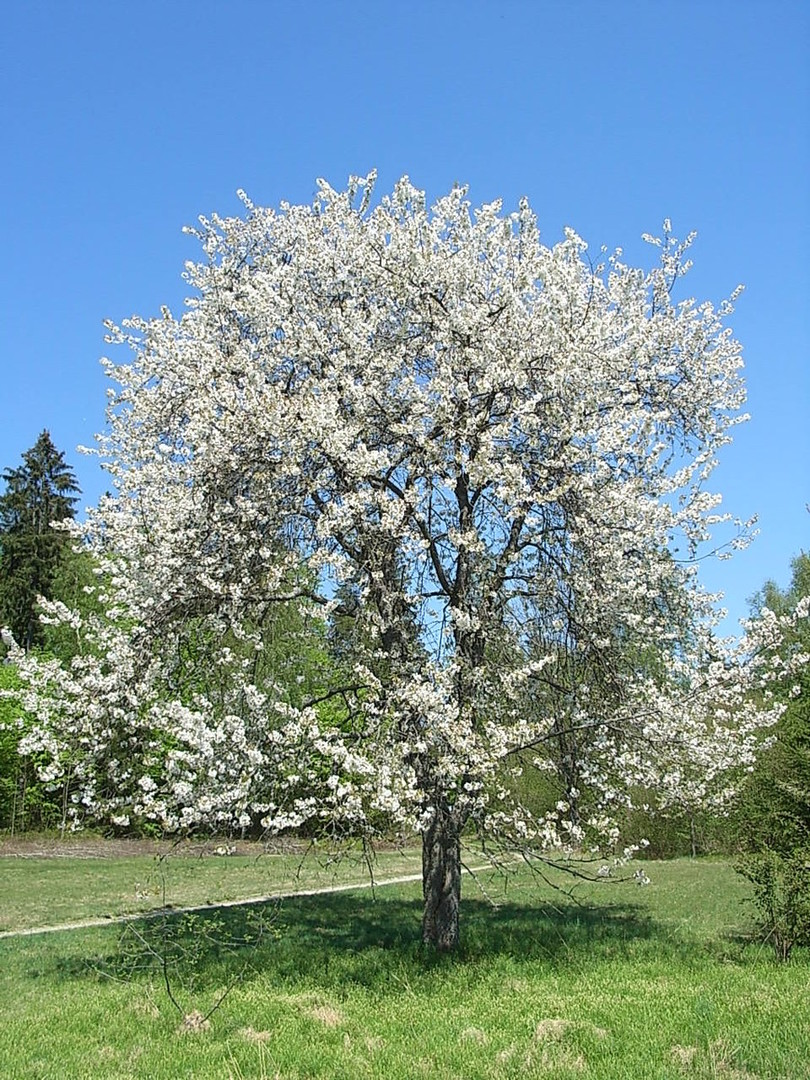 Prunus avium 1.jpg