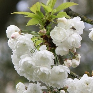 Prunus avium Plena 1.jpg