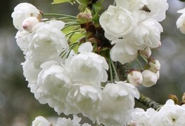 Prunus avium 'Plena' (= P. avium 'Flore Plena', P. avium 'Multiplex', P. avium 'Grandiflora') - okrasna divja češnja