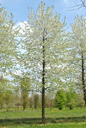Prunus avium Plena.jpg