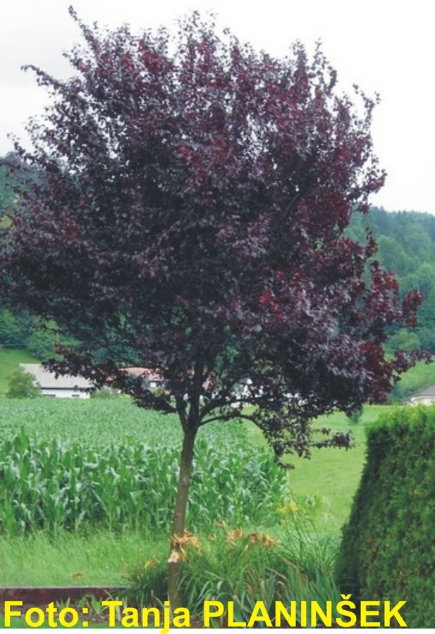 Prunus ceracifera Nigra.jpg