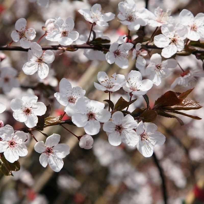 Prunus cersifera Pissardii.jpg