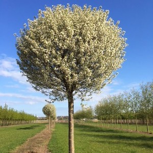 Prunus fruticosa Globosa 2.jpg