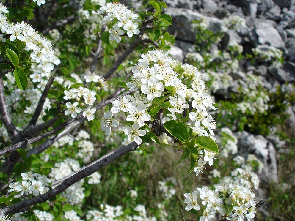 Prunus mahaleb 1.jpg