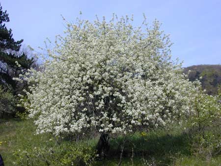 Prunus mahaleb 2.jpg