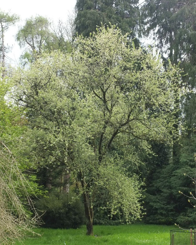 Prunus mahaleb.jpg