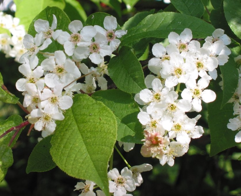 Prunus padus 1.jpg