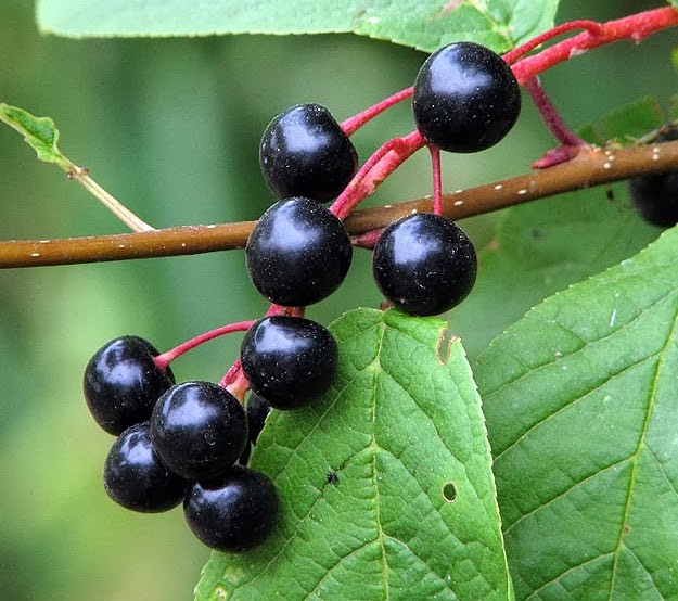 Prunus padus 2.jpg