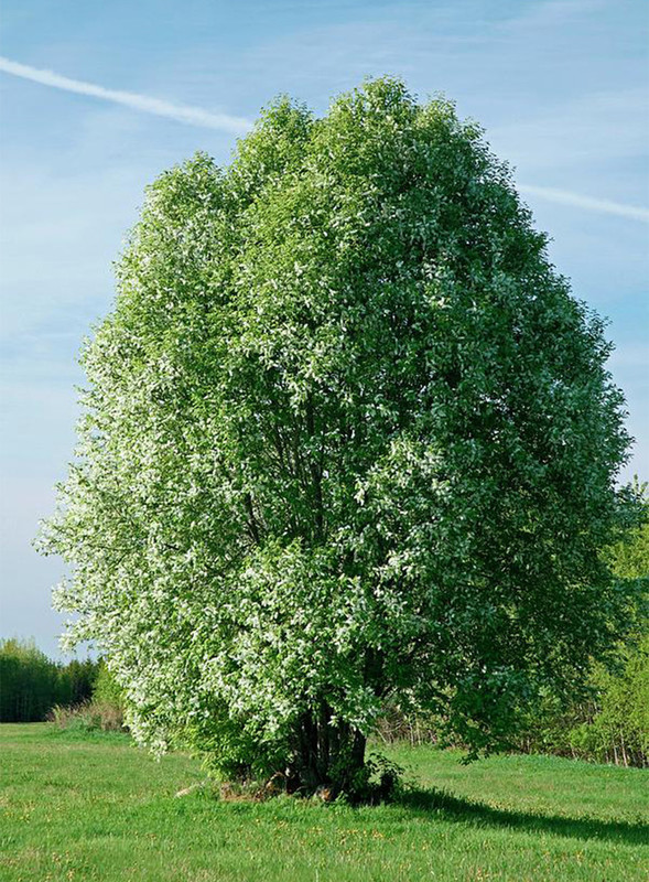 Prunus padus.jpg