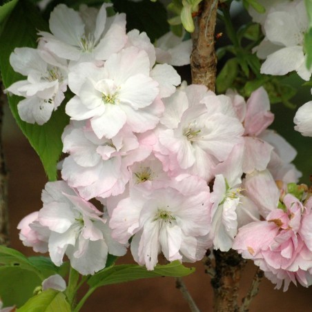 Prunus serrulata Amanogawa 1.jpg