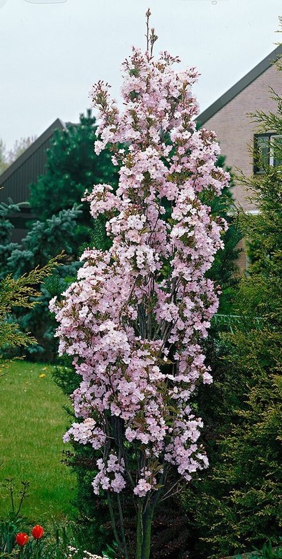 Prunus serrulata Amanogawa.jpg