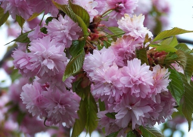 Prunus serrulata Kiku Shidare Zakura 1.jpg