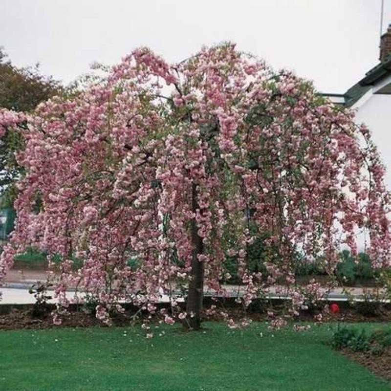 Prunus serrulata Kiku Shidare Zakura.jpg