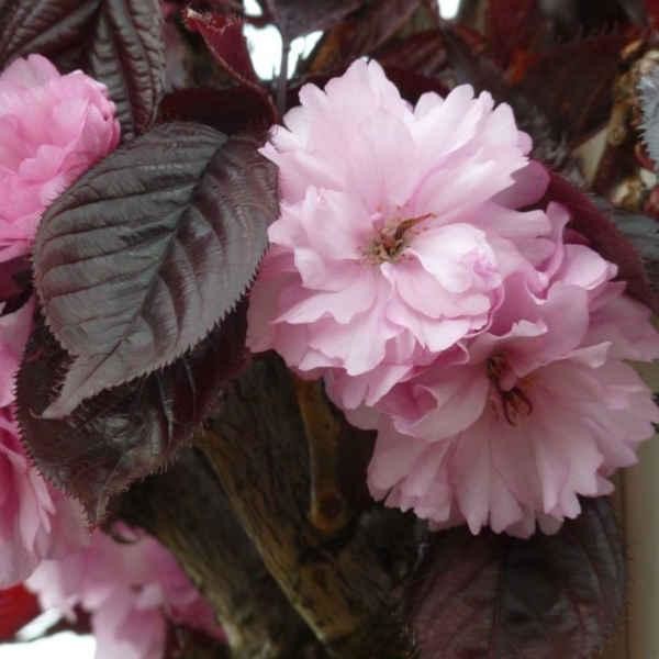 Prunus serrulata Royal Burgundy.jpg