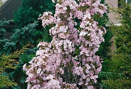 Prunus serrulata 'Amanogawa' (= P. serrulata 'Erecta', P. serrulata f. erecta) - japonska češnja (stebraste rasti)