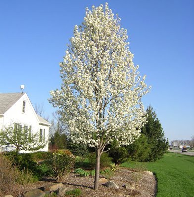 Pyrus calleryana Chanticleer 1.jpg