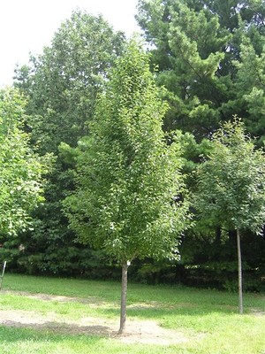 Pyrus calleryana chanticleer.jpg