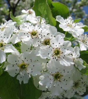 Pyrus calleryana ch. - cvetovi.jpg