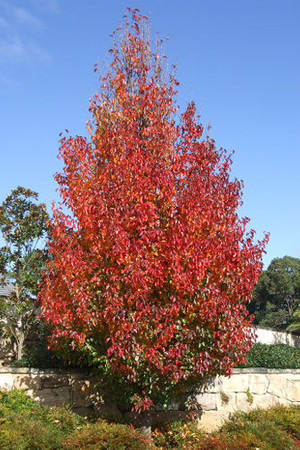 Pyrus calleryana chen.jpg