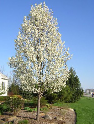 Pyrus calleryana.jpg