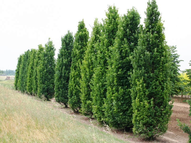 Quercu robur Fastigiata.jpg