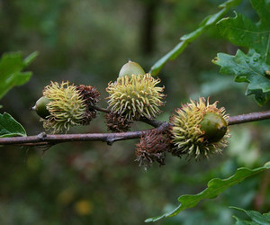 Quercus cerris 1.jpg
