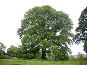 Quercus cerris 2.jpg