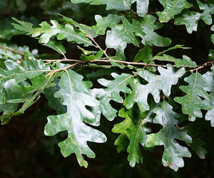 Quercus cerris.jpg