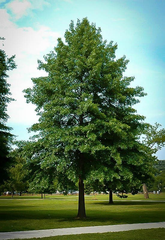 Quercus palustris 1.jpeg