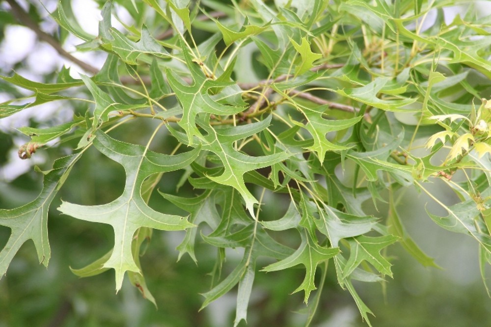 Quercus palustris 2.jpeg