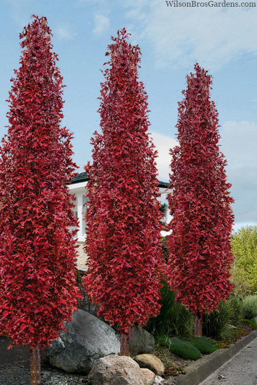 Quercus palustris Green Pillar 1.jpg