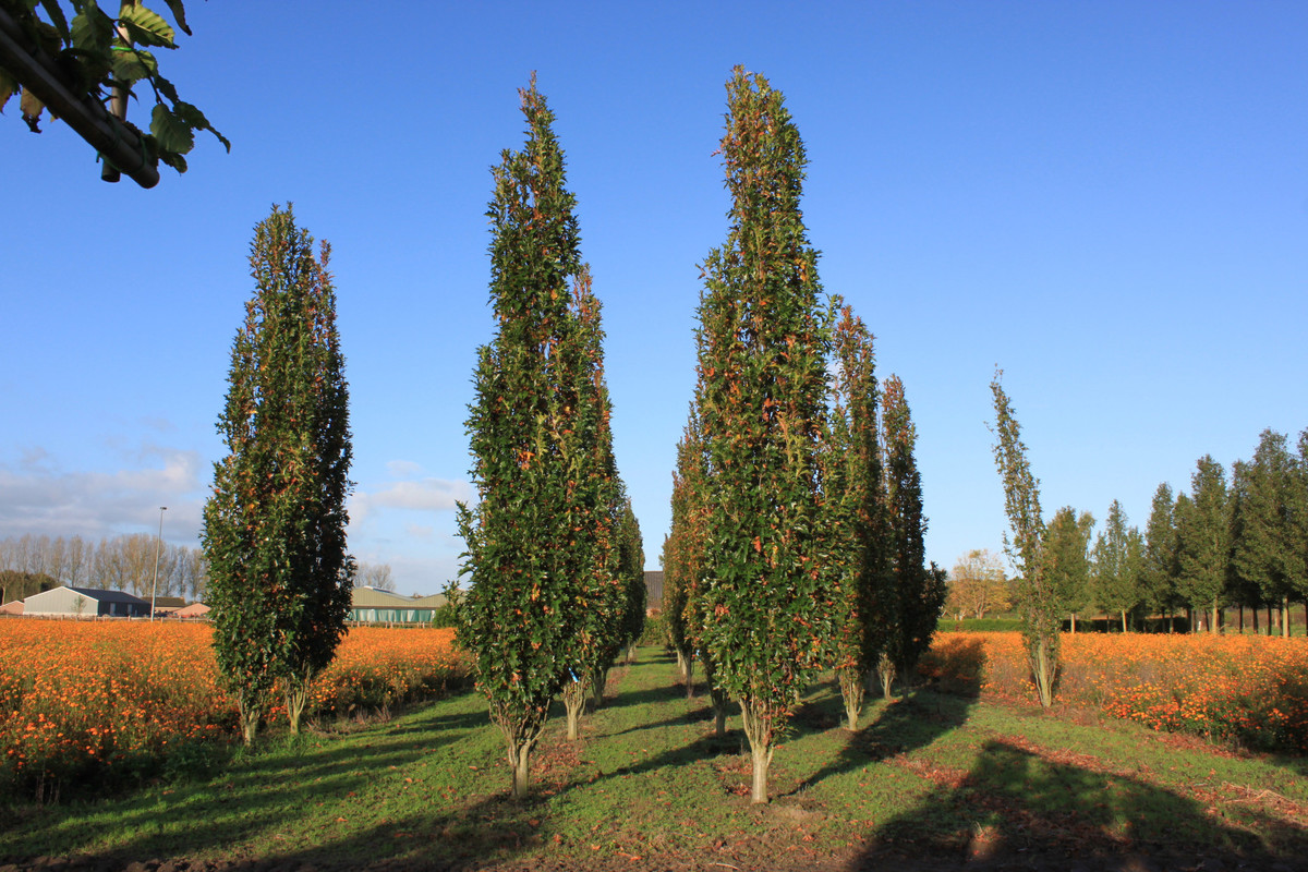 Quercus palustris Green Pillar.jpg