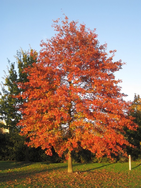 Quercus palustris.jpeg