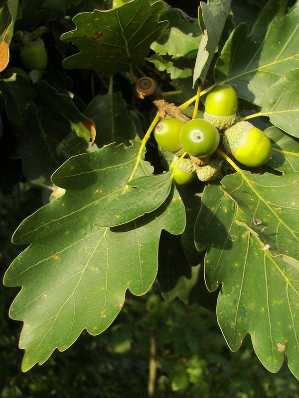 Quercus petraea 1.jpg