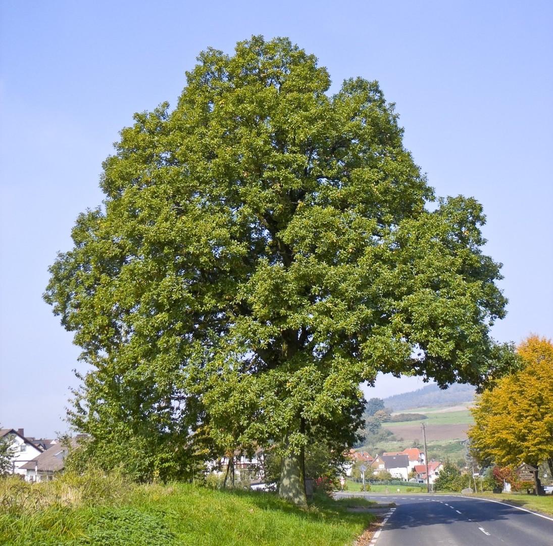 Quercus petraea.jpg
