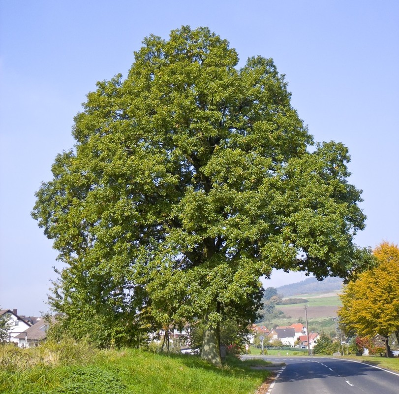Quercus petraea.jpg