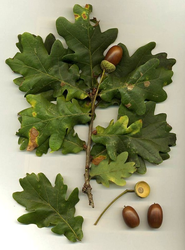Quercus robur 1.jpg
