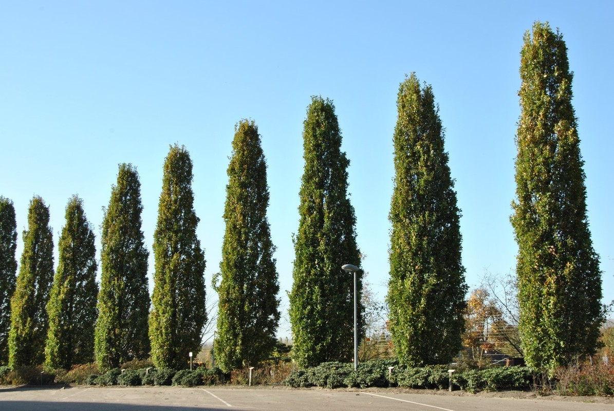 Quercus robur Fastigiate Koster 1.jpg