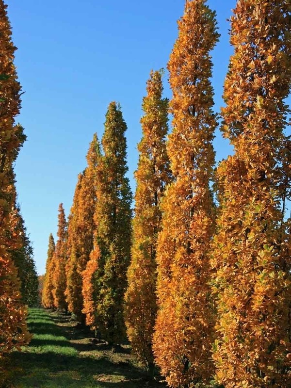 Quercus robur Fastigiate Koster.jpg