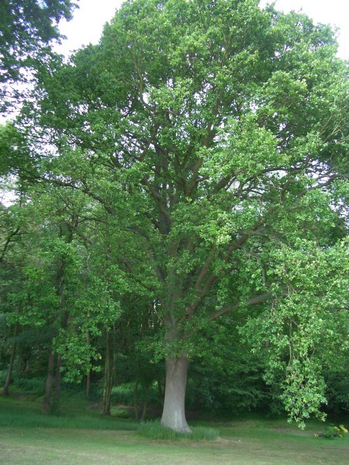 Quercus robur.jpg