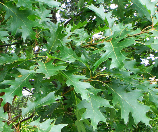 Quercus rubra 1.jpg