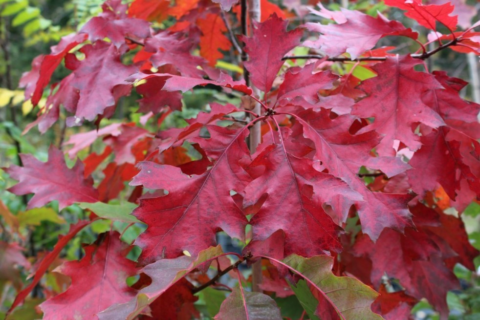Quercus rubra 2.jpg