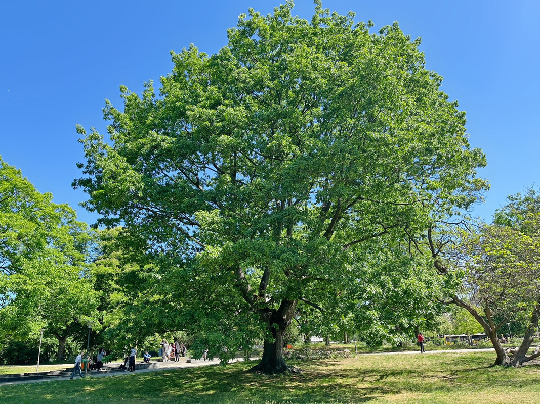 Quercus rubra.jpg
